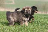 DOGUE DU TIBET 276